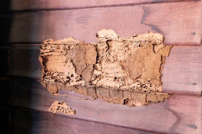 termite moisture inspection